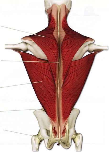 One or more ligaments three of the more important ligaments in the spine are the ligamentum flavum, anterior longitudinal ligament and the posterior longitudinal ligament. Left to right illustrates the muscles of the back from ...