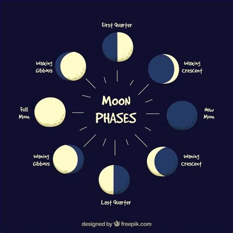 Várias Fases Da Lua Vetor Premium Fases Da Lua Ciclo Da Lua Lua