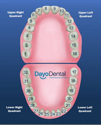 Teeth Numbering Chart Dental Hygiene School Dental Teeth Registered