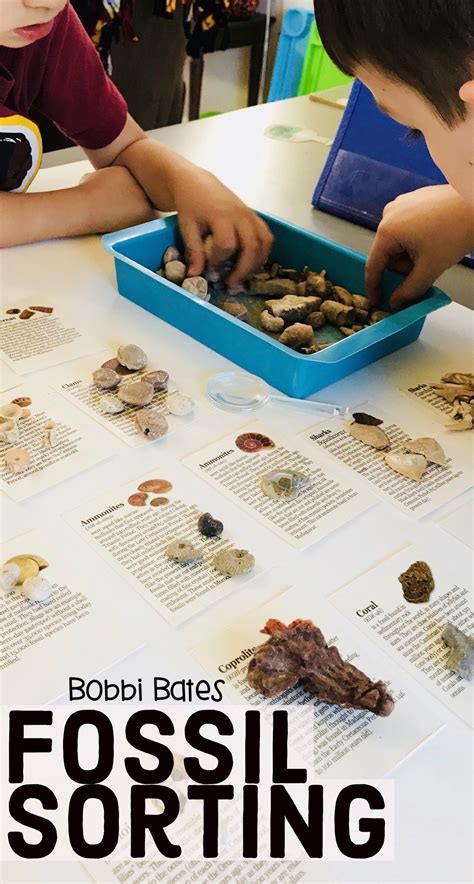Fossil Sorting Activity Kit | Elementary special education activities, Sorting activities ...