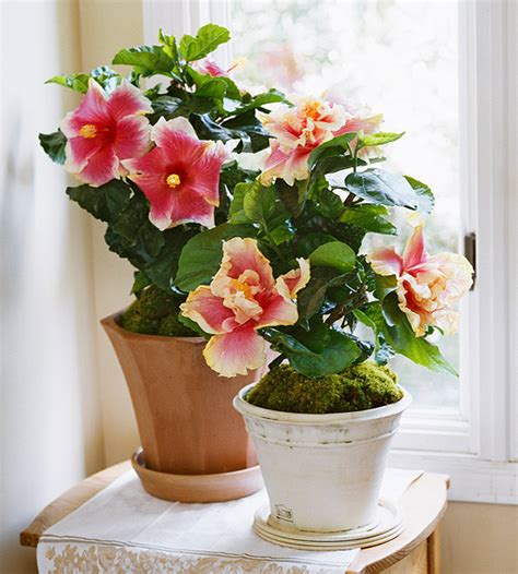 Best Flowering Indoor Plants