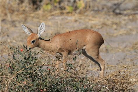 Search Results Botswana Deer Fawn Animals Wild Wildebeest