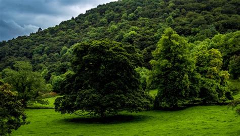 759529 Derbyshire United Kingdom Parks Trees Grass Rare Gallery