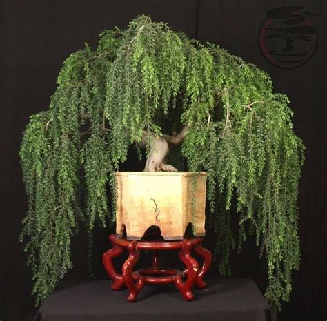 45 Weeping Willow Bonsai Care Background Hobby Plan
