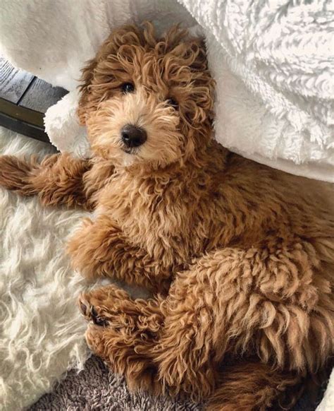 Goldendoodles Are So Cute Puppiesgoldendoodle Goldendoodle Puppy