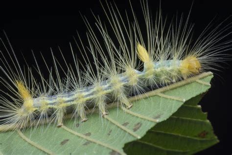 Closeup With Tussock Moth Larvae Caterpillar Stock Photo Image Of