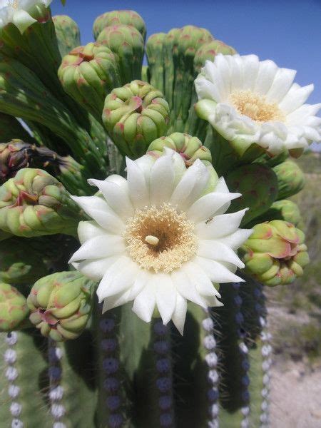 Photo Arizona State Flower サボテンダー