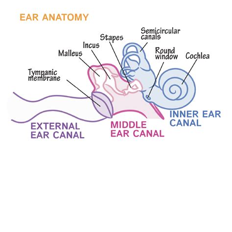 Ear Anatomy Oval Window