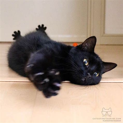 Top publications by #cats hashtag. Instagram | Black cat, Crazy cats, Pretty cats