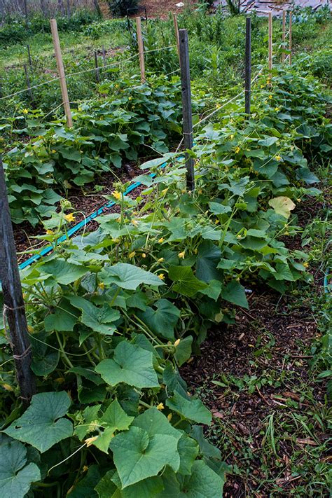Best cucumbers to grow vertically. How To Grow Cucumbers (Tips For Growing Cucumbers ...