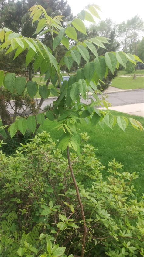 My Neighbor Says Its A Weed I Say Its A Tree Nw Indiana