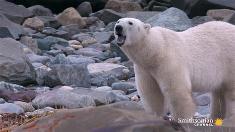 A Polar Bears Diet Consists Of Anything Edible Smithsonian Magazine