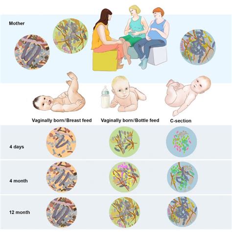 The Infant Gut Microbiome New Studies On Its Origins And How Its