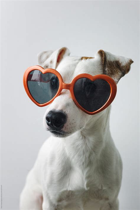 Small Dog Wearing Sunglasses Stocksy United