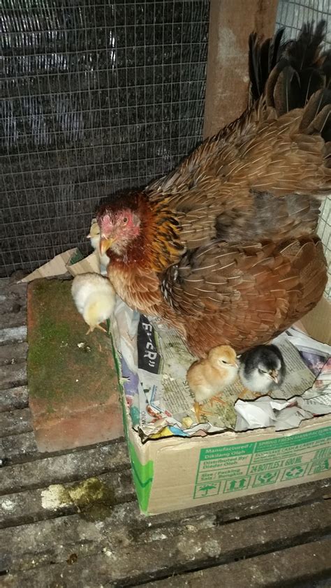 Warisan Petani Anak Ayam Kampung
