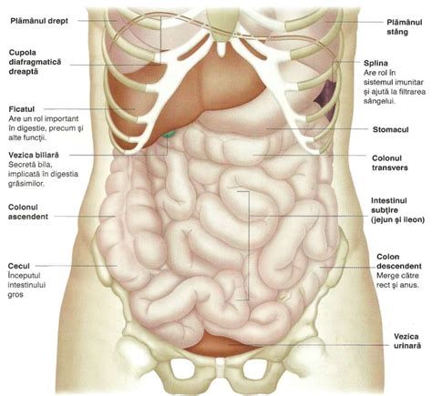 Partes Del Abdomen Foto Images And Photos Finder