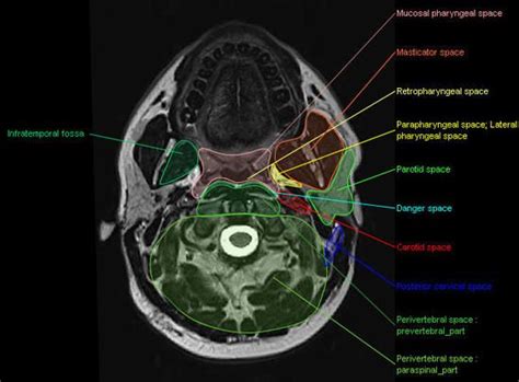 Pin On Anatomy