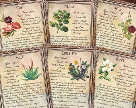 Printable Herbs Book Of Shadows Pages Set 4 Herbs And Plants Etsy