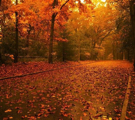 Free Download Autumn Nature Wallpapers Hd Pictures One Hd Wallpaper