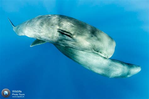 Sperm Whale Photography With Franco Banfiunderwater Photography Guide