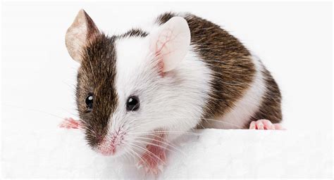 Mouse Names Discover More Than 300 Inspiring Names For Mice Vlr Eng Br