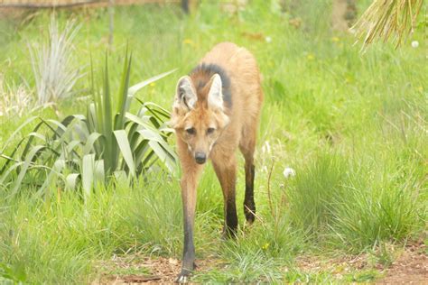 Maned Wolf April 2021 Zoochat