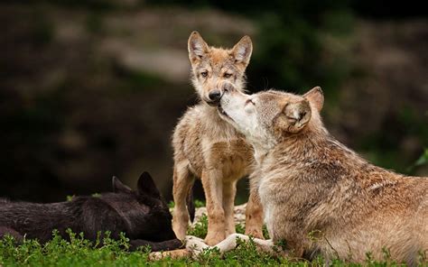 Wolf Puppies Wallpapers Wallpaper Cave