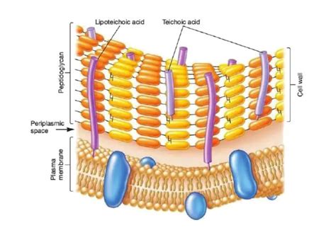 Bacterial Cell Wall Structure And Composition