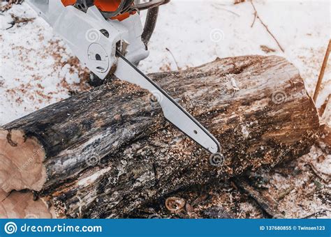 Chain Saw Saw Cuts A Log In The Forest Forest Clearing Tree Cutting