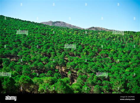 Mount Of Green Pines In Summer Full Of Green Color Stock Photo Alamy