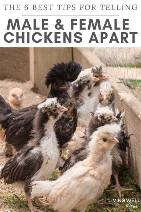 Hen Vs Chicken How To Tell The Difference With Pictures Sexiz Pix