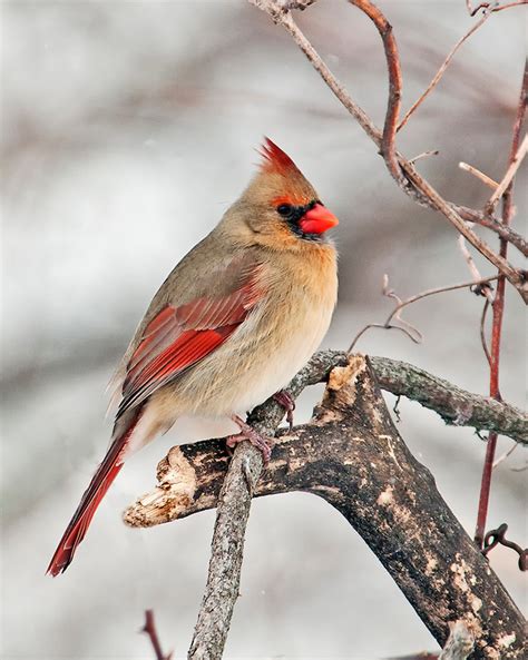 The Northern Cardinalcardinalis Cardinalis Song