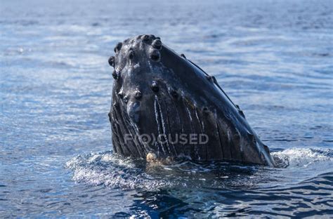 Humpback Whale Spyhopping At Blue Ocean Water — Journey Environment