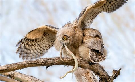 The Owlet And The Snake A Cover Story To Remember Colorado Outdoors