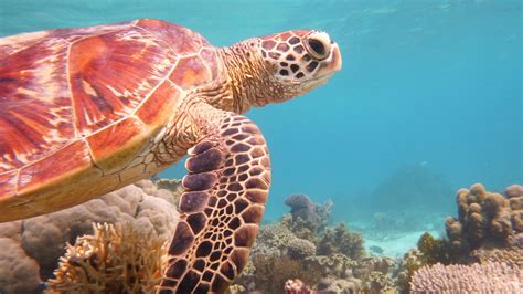 Petition · Make Mackay Reef A Green Zone ·