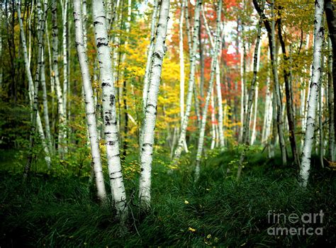 Autumn Birch Grove Photograph By Mike Nellums Fine Art America