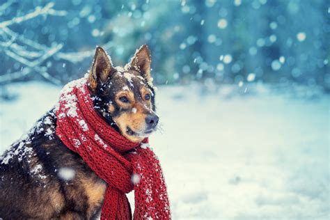 Tips To Help Keep Your Dog Comfortable In The Snow Greenfield Puppies