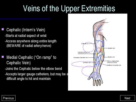 Basic Intravenous Therapy Vein Anatomy And Physiology