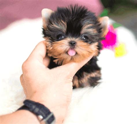 How Much Does A Yorkie And Teacup Yorkie Cost Yorkie Passion Bulldog