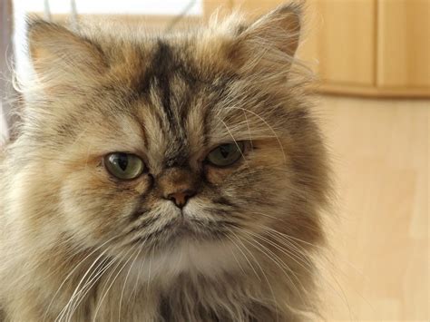 Persians are very sweet in nature, and tend to prefer quiet, peaceful households. 5 Things to Consider Before Buying a Persian Cat | Persian ...