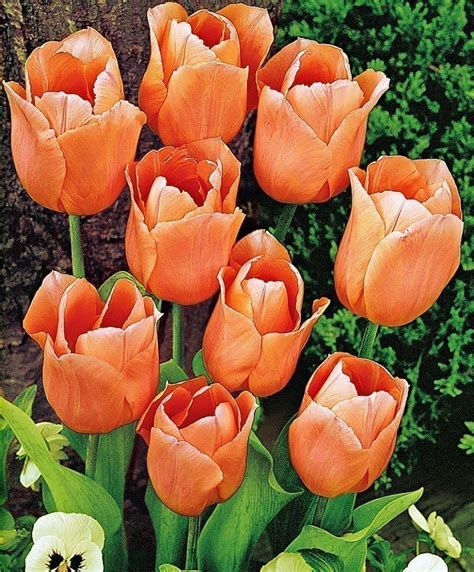 Tulipani Le 8 Varietà Più Belle Ilforum