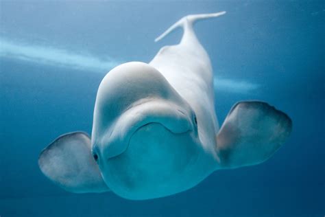 Beluga Whale Wallpapers Top Free Beluga Whale Backgrounds