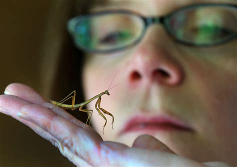 This Woman Raised Hundreds Of Praying Mantises To Protect Boston Trees