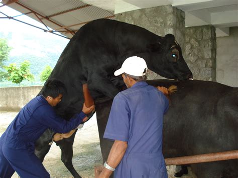 Quick Review On Animal Breeding Vet Nepal