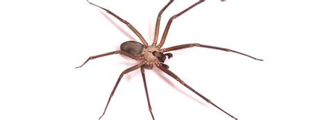 How To Get Rid Of Brown Recluse Spiders Do It Yourself Pest Control