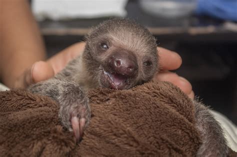 This Baby Sloth Was Rejected By Its Mum So It Clings To A Sloth Blanket