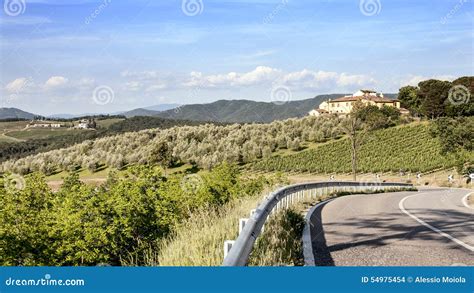 Vineyards And Olive Groves In Tuscany Stock Photo Image Of Crops