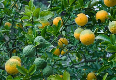 220 Citrus Trifoliata Stock Photos Pictures And Royalty Free Images