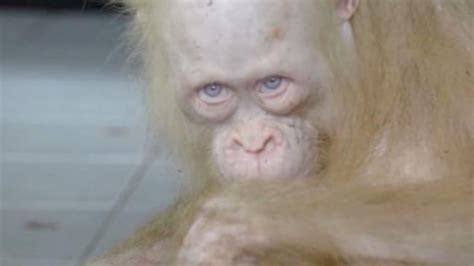 Rare Albino Orangutan Rescued In Borneo