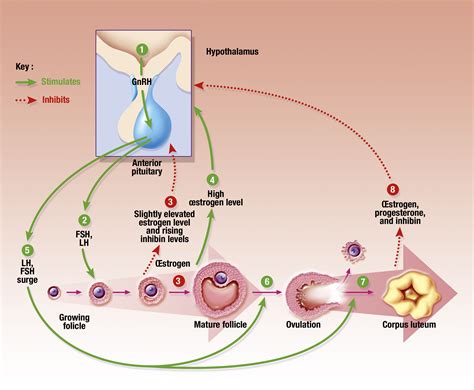 hormones of the menstrual cycle diagram
